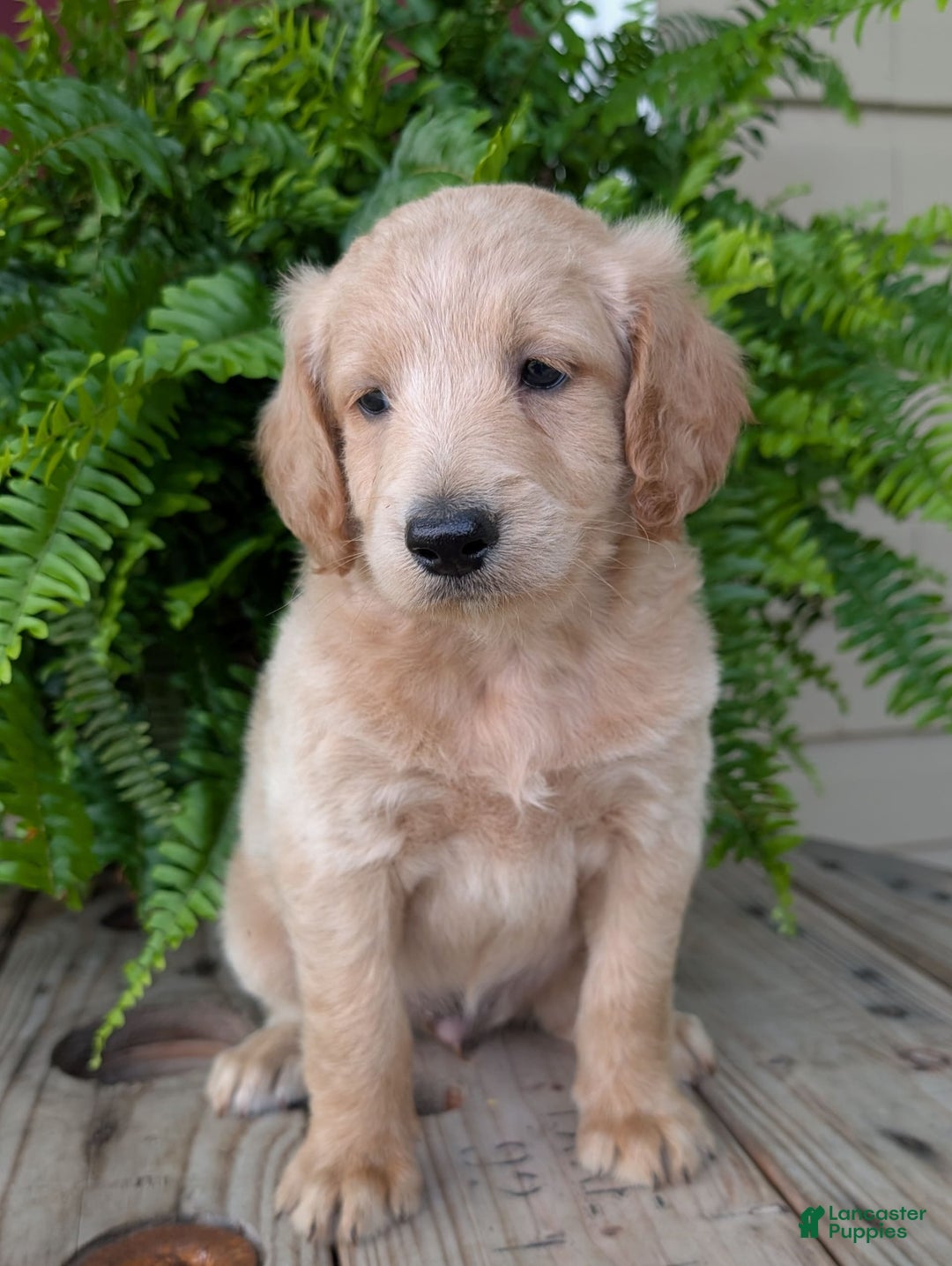 Goldendoodle dogs for sale: Bella - Image 30