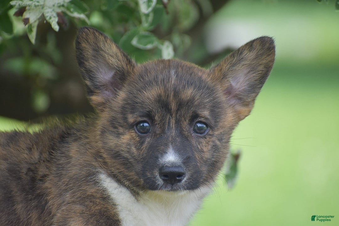 Welsh Corgi Pembroke dogs for sale: Rusty - Image 2