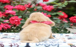 Miniature Dachshund dogs for sale: Penny - Image 2