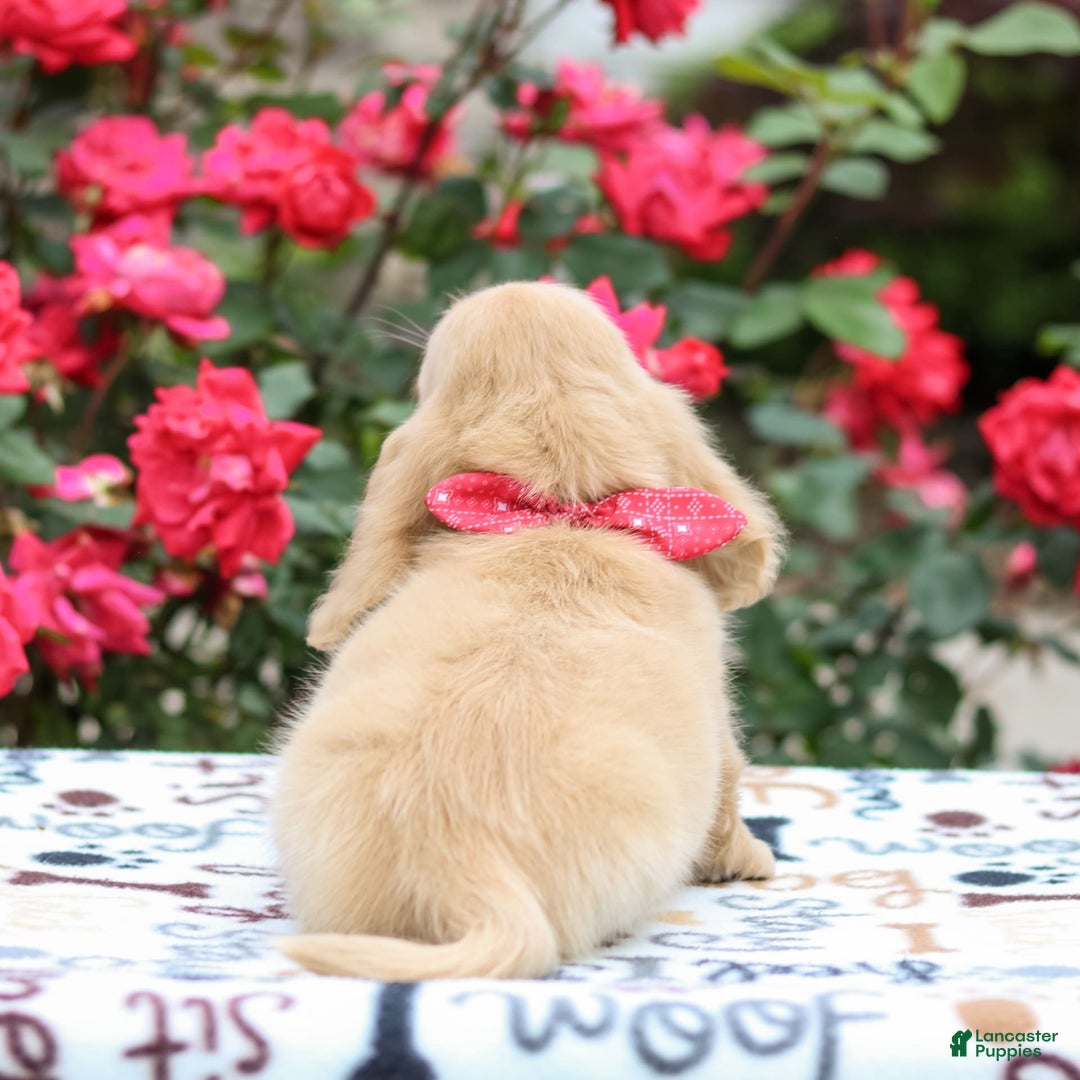 Miniature Dachshund dogs for sale: Penny - Image 2