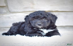 Mini Goldendoodle dogs for sale: Maggie - Image 4
