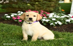 Labrador Retriever dogs for sale: Saige - Image 2