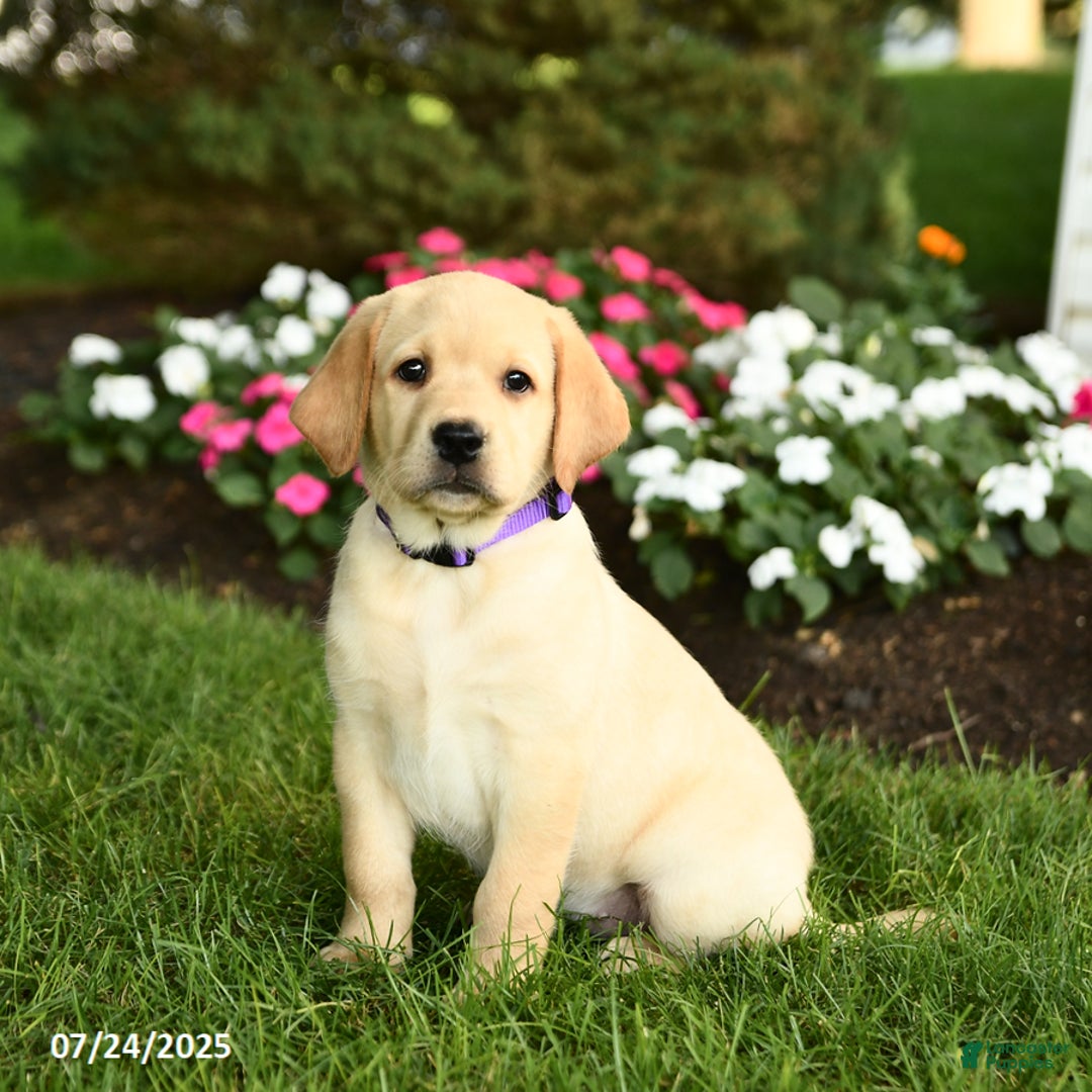 Labrador Retriever dogs for sale: Saige - Image 2