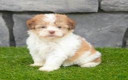 Havanese dogs for sale: Carly - Image 2