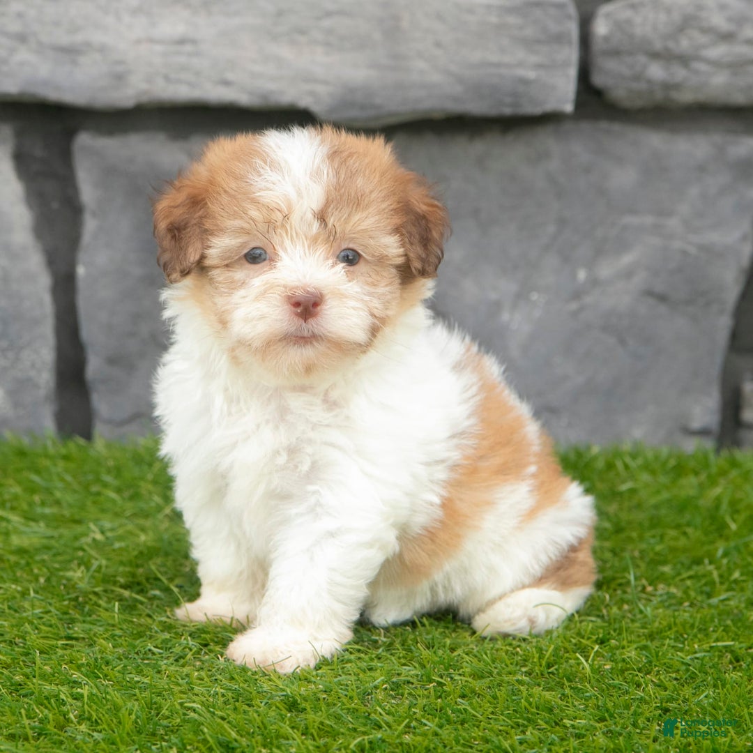 Havanese dogs for sale: Carly - Image 2
