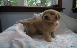 Golden Retriever dogs for sale: Starburst - Image 18