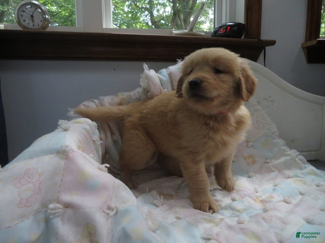 Golden Retriever dogs for sale: Starburst - Image 18