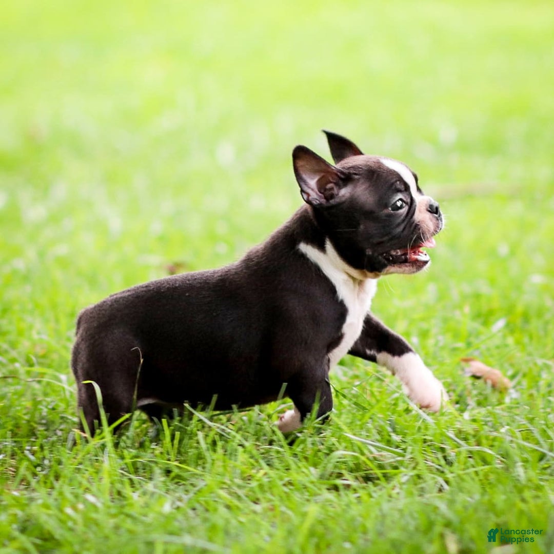 Boston Terrier dogs for sale: Don - Image 4