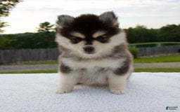 Pomsky dogs for sale: Lacey - Image 7