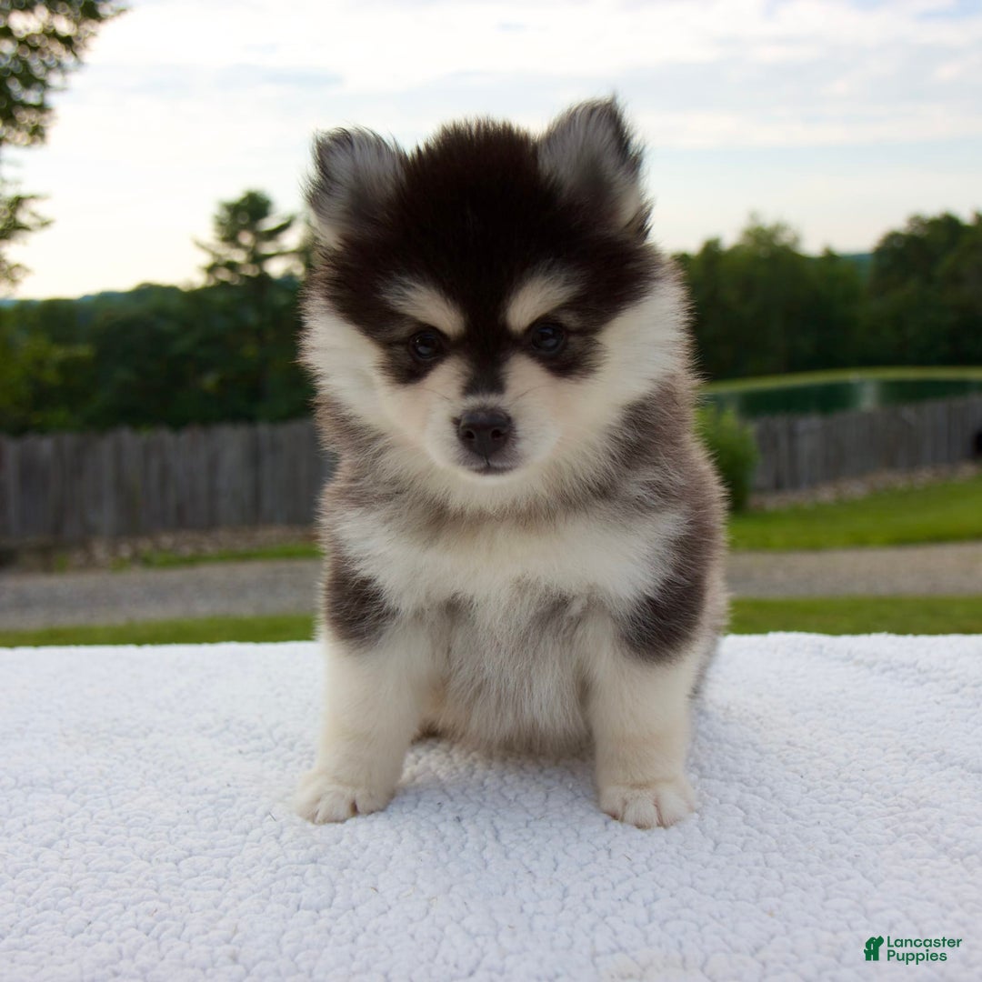 Pomsky dogs for sale: Lacey - Image 7