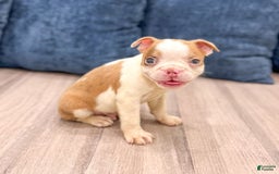 Boston Terrier dogs for sale: Austin - Image 8