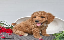 Toy Poodle dogs for sale: Peanut - Image 5