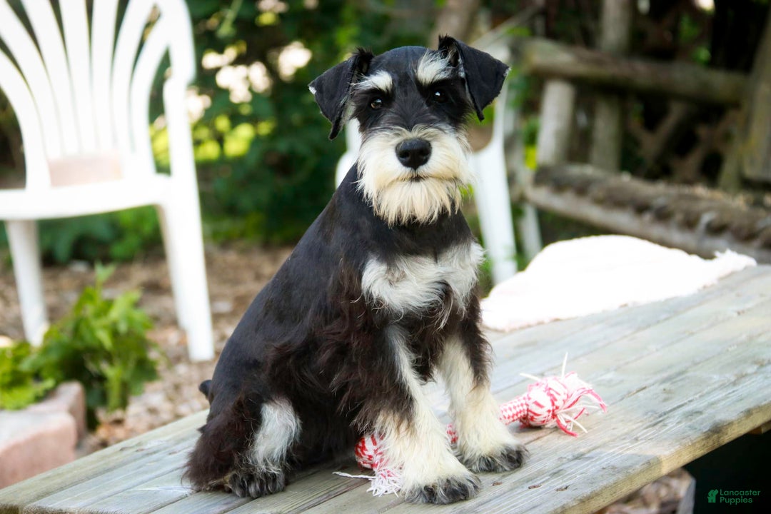 Miniature Schnauzer dogs for sale: Cinderella - Image 18
