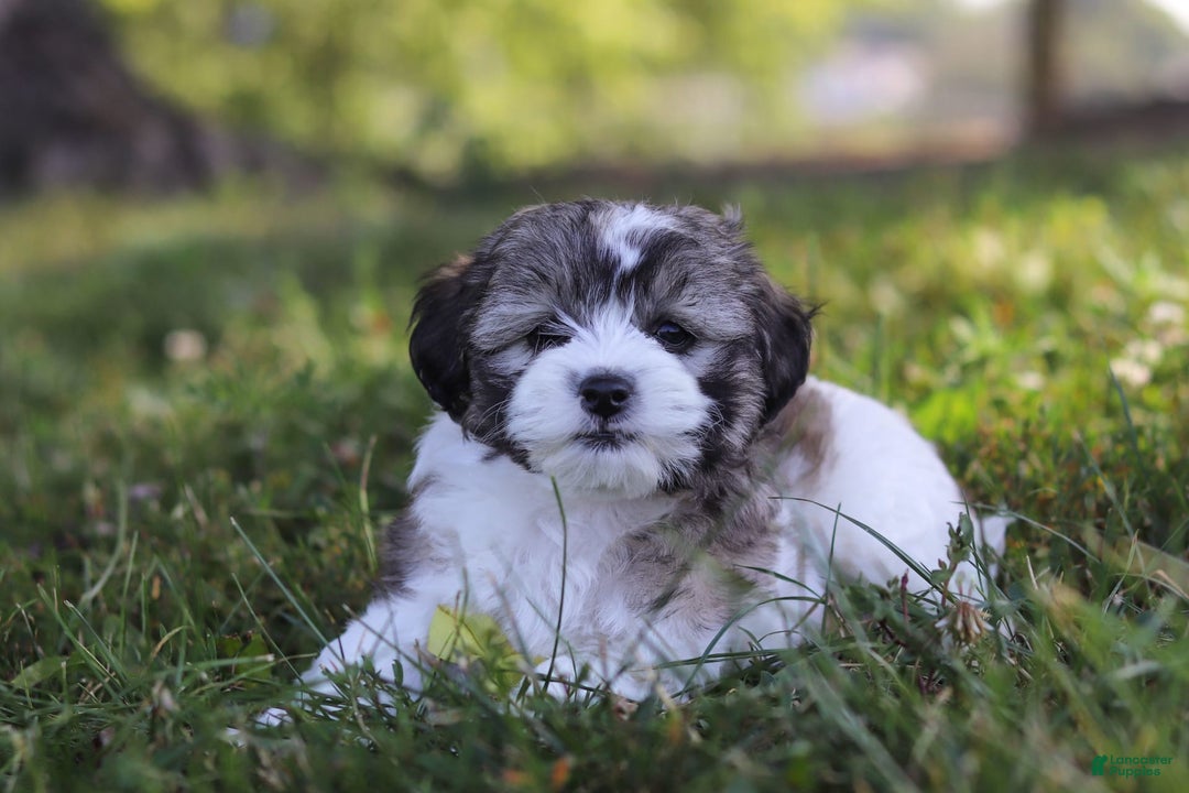 Shihpoo dogs for sale: Luca - Image 3