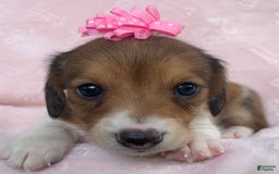 Miniature Dachshund dogs for sale: Baby Clover - Image 6