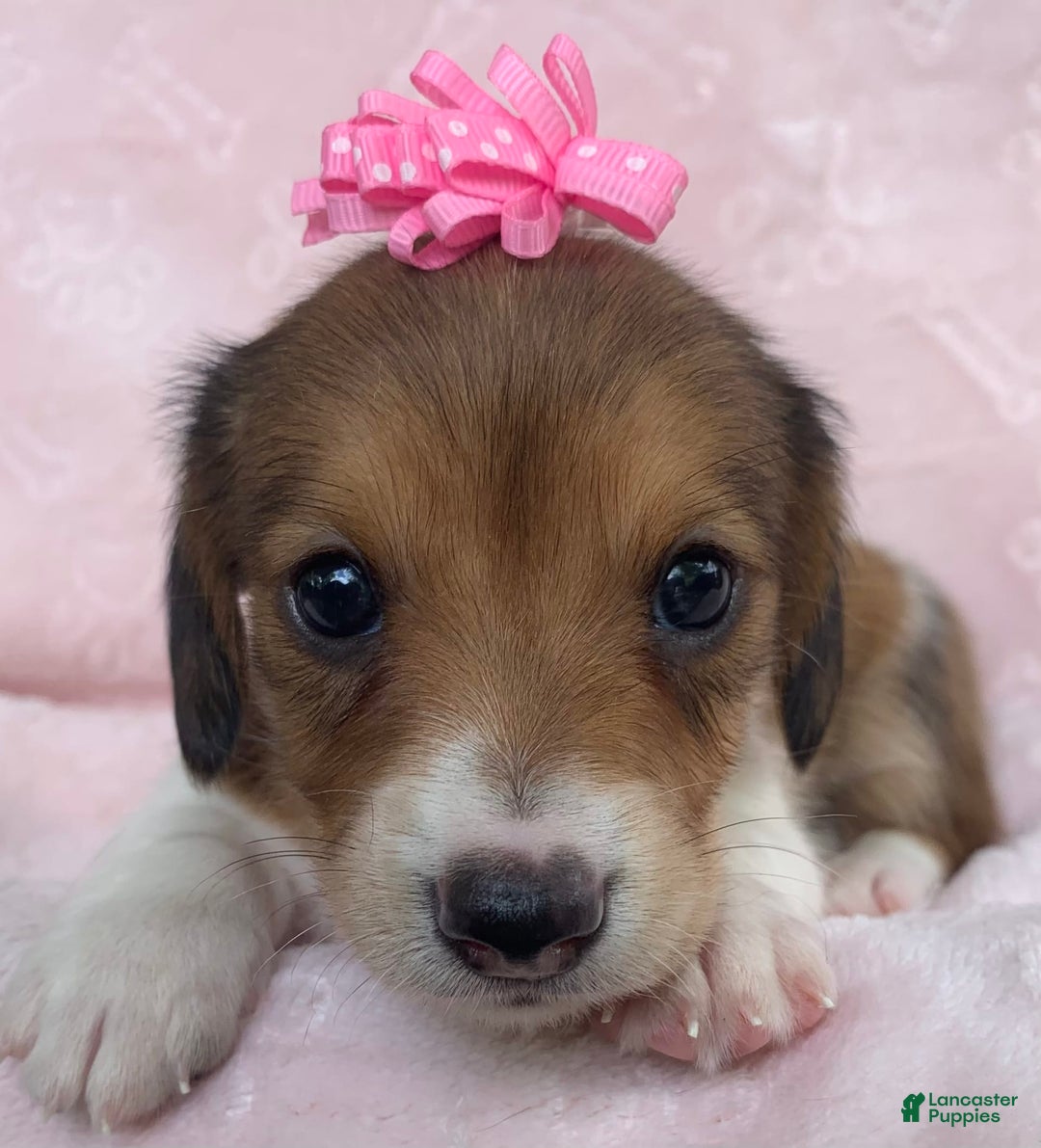 Miniature Dachshund dogs for sale: Baby Clover - Image 6