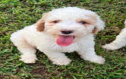 Goldendoodle dogs for sale: Blair - Image 8