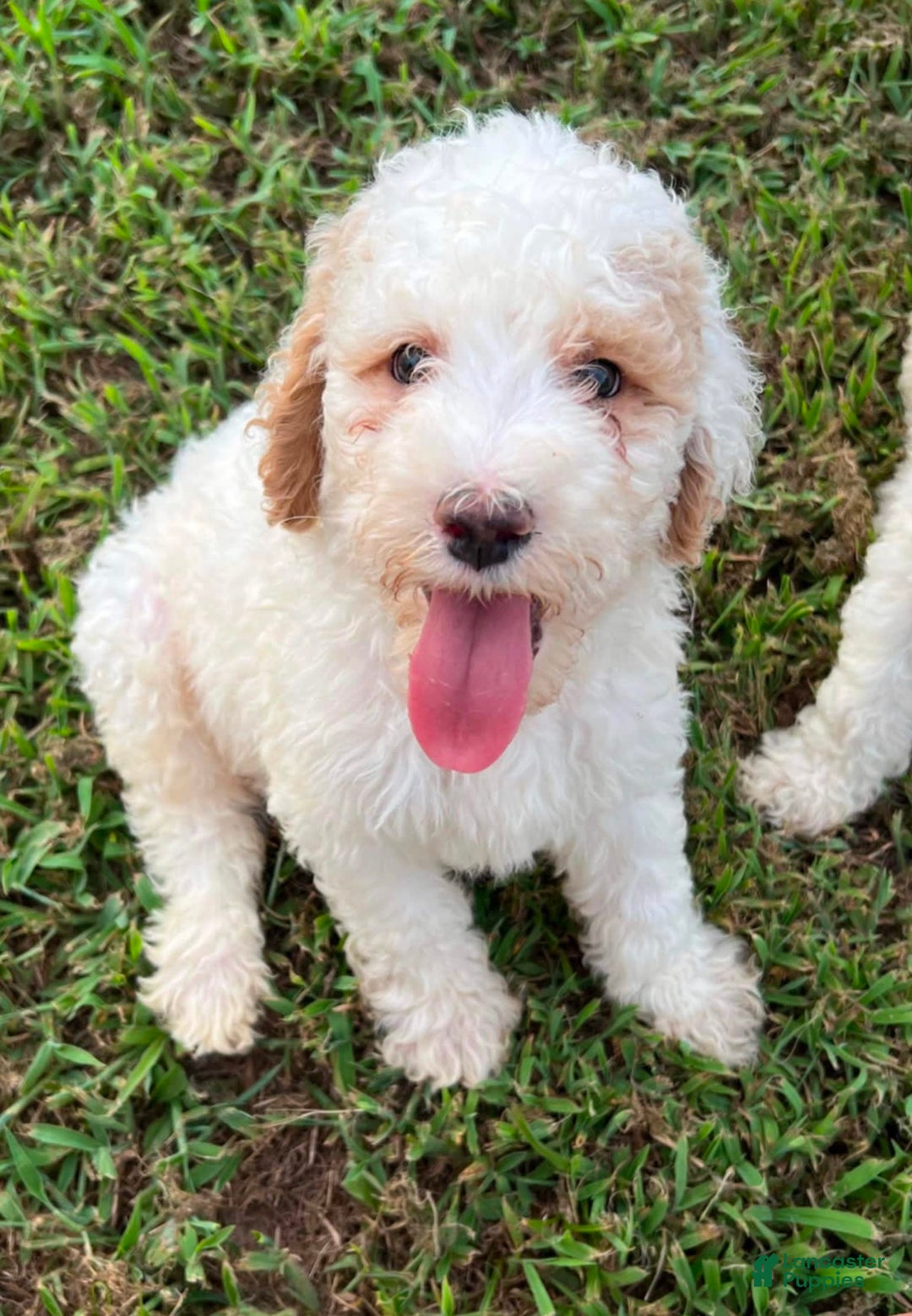 Goldendoodle dogs for sale: Blair - Image 8