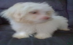 Maltese dogs for sale: Daisy - Image 10