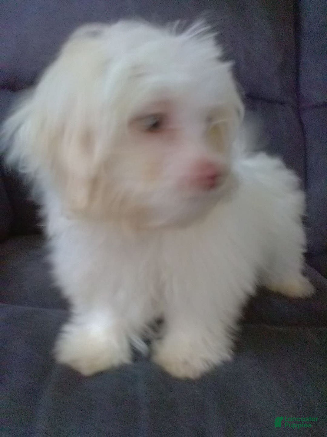 Maltese dogs for sale: Daisy - Image 10