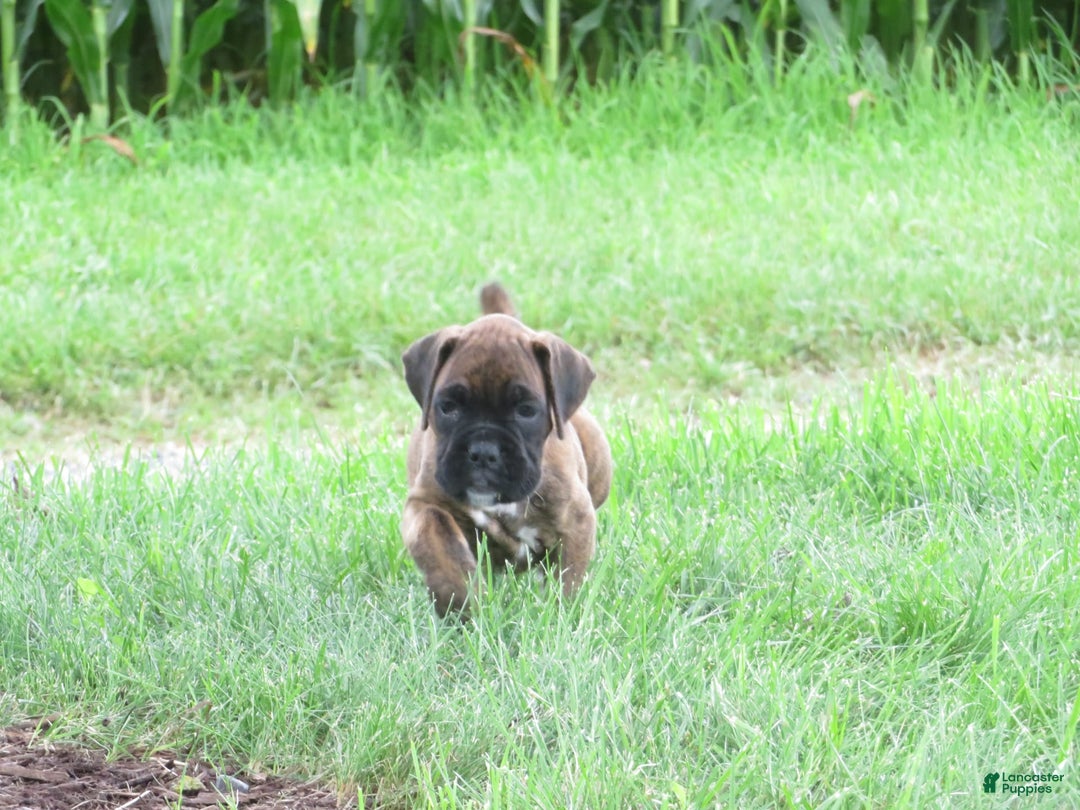 Boxer dogs for sale: Lakota - Image 2