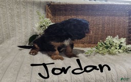 Cavalier King Charles Spaniel dogs for sale: Jordan - Image 7