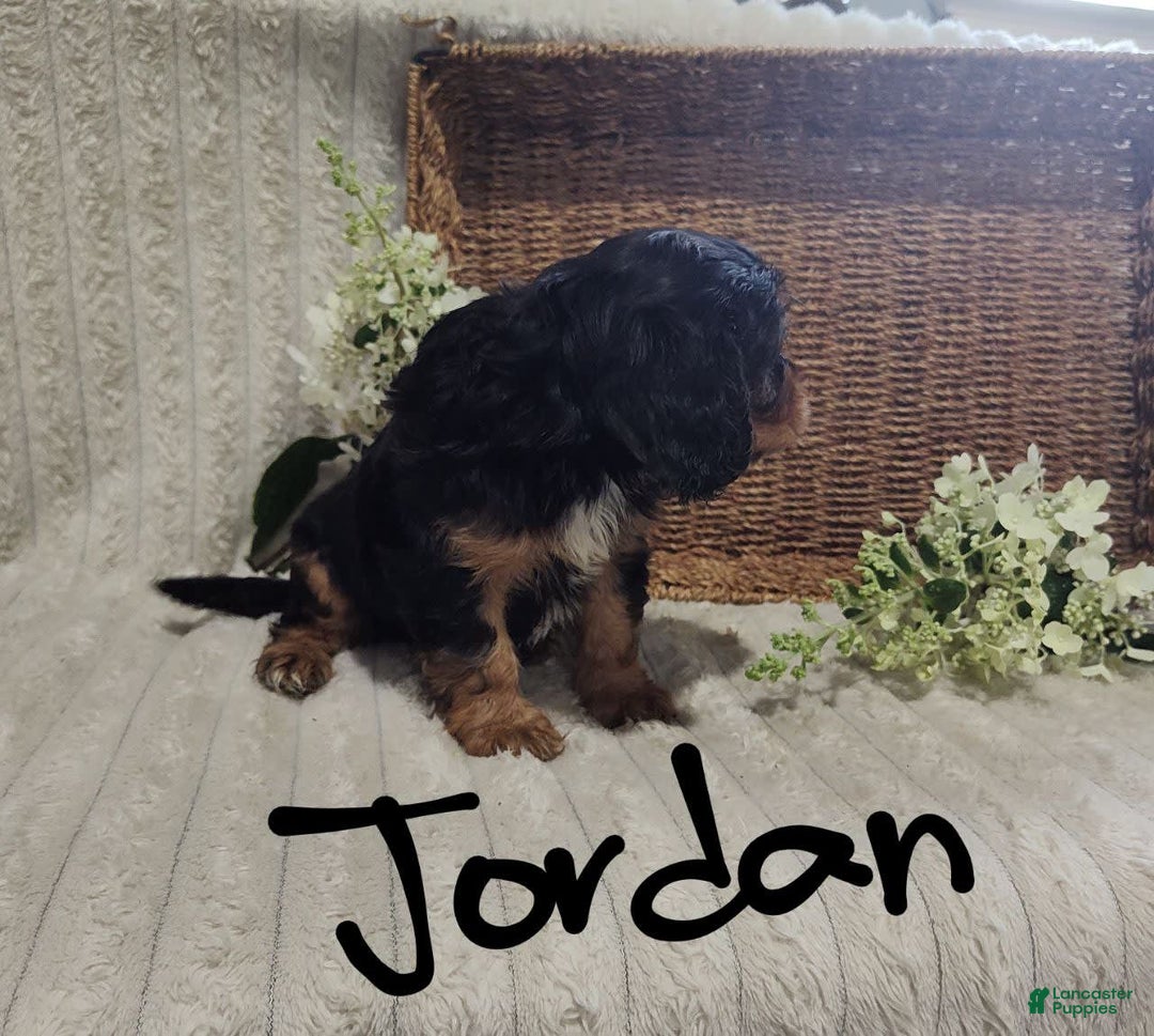 Cavalier King Charles Spaniel dogs for sale: Jordan - Image 7