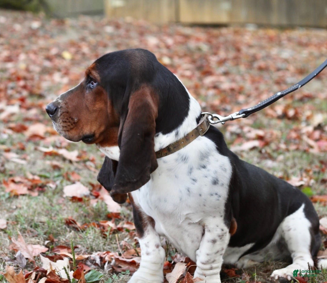 Basset Hound dogs for sale: Kelvin - Image 4