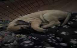 Cane Corso dogs for sale: Tamatoa - Image 2