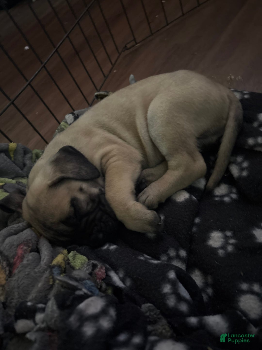Cane Corso dogs for sale: Tamatoa - Image 2