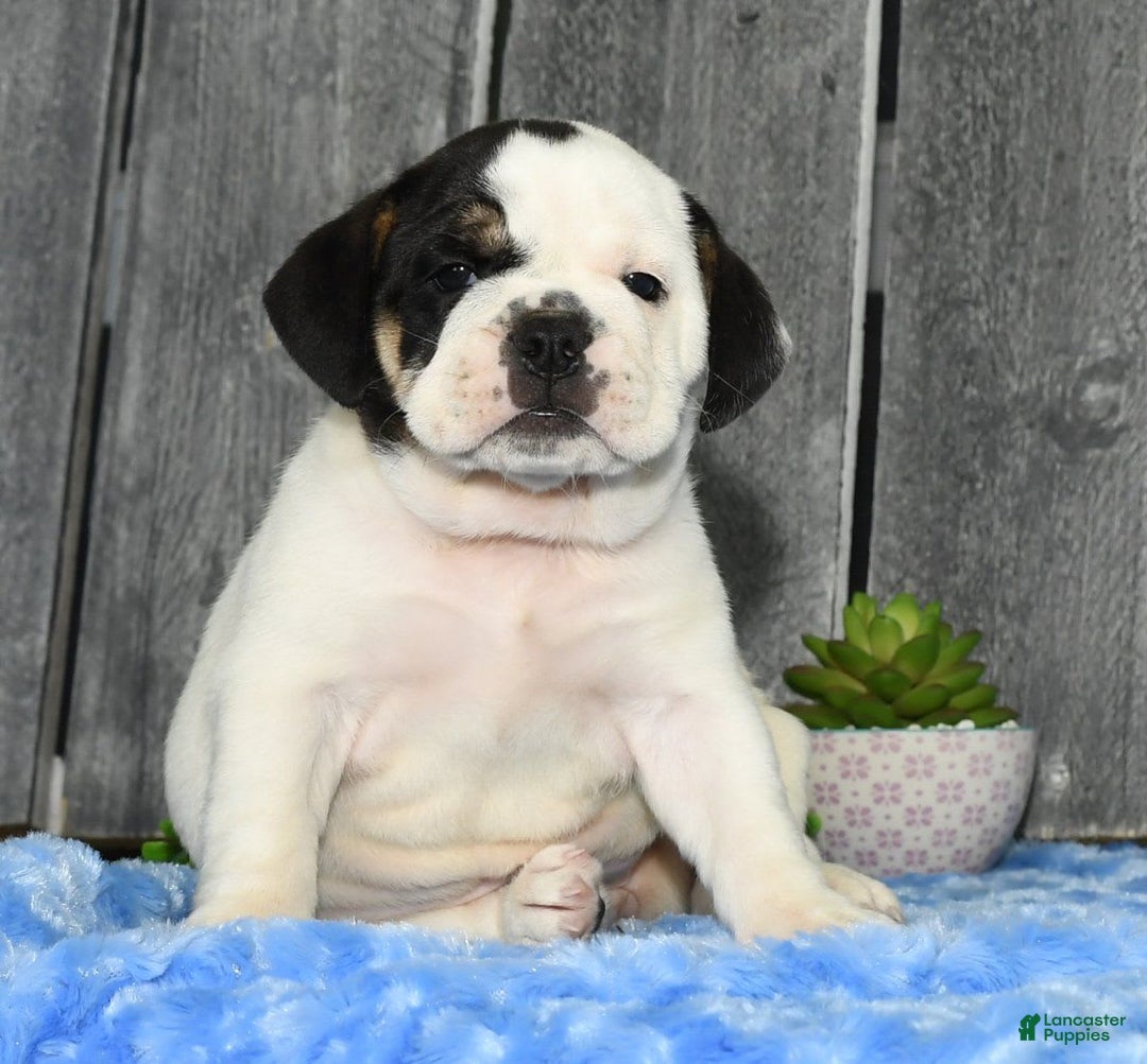 Beabull dogs for sale: Iris - Image 8