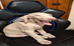 Doberman Pinscher dogs for sale: Spawn - Image 4