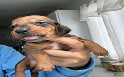 Miniature Dachshund dogs for sale: Twins - Image 1