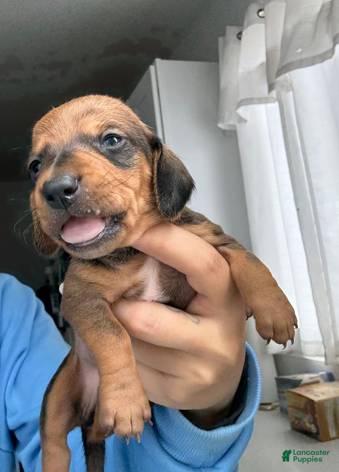 Miniature Dachshund dogs for sale: Twins - Image 1