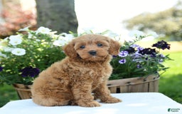 Cavapoo dogs for sale: Reeses - Image 4