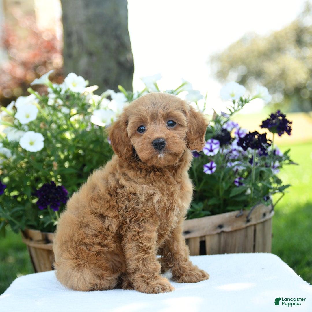 Cavapoo dogs for sale: Reeses - Image 4