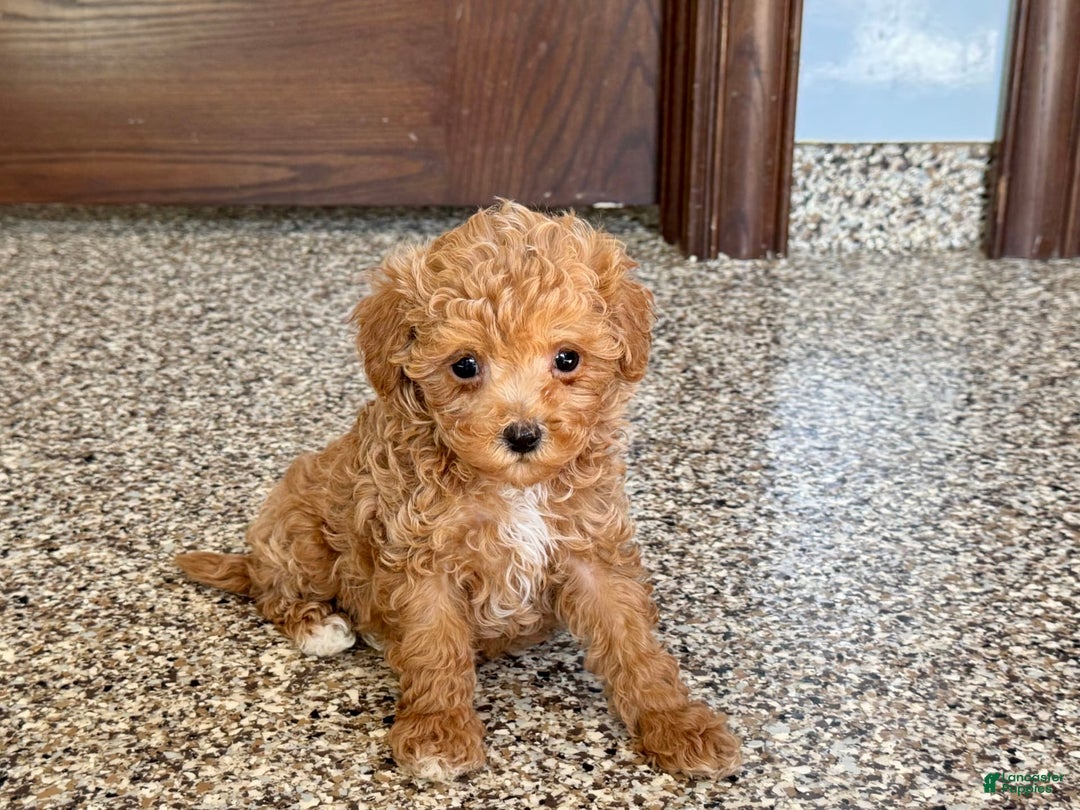 Maltipoo dogs for sale: Jordan - Image 4