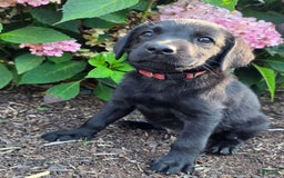 Labrador Retriever dogs for sale: Lola - Image 1