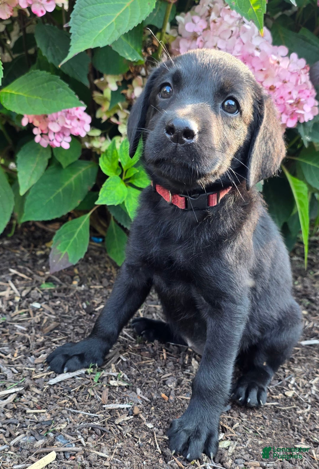Labrador Retriever dogs for sale: Lola - Image 1