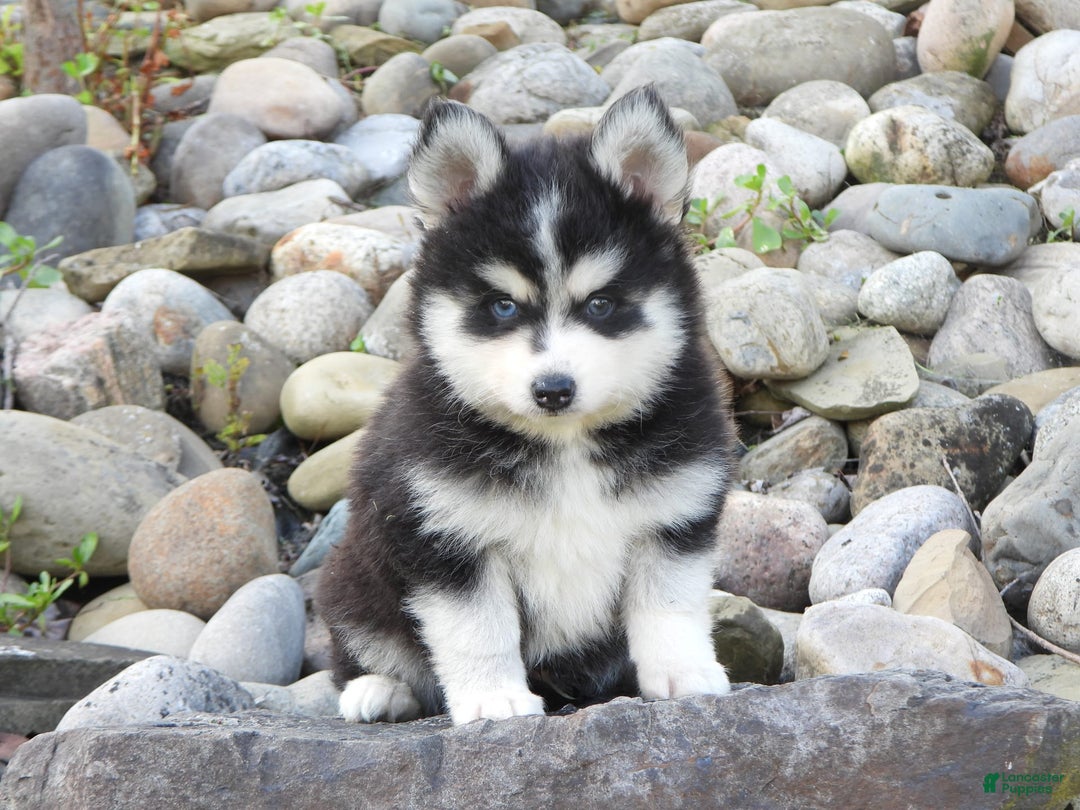 Pomsky dogs for sale: Charlie - Image 8