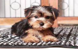 Yorkshire Terrier dogs for sale: Aria - Image 2