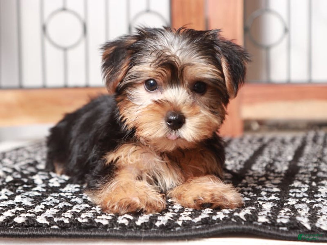 Yorkshire Terrier dogs for sale: Aria - Image 2