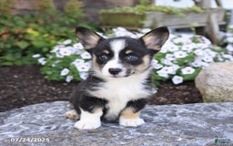 Welsh Corgi Pembroke dogs for sale: Isabelle - Image 3