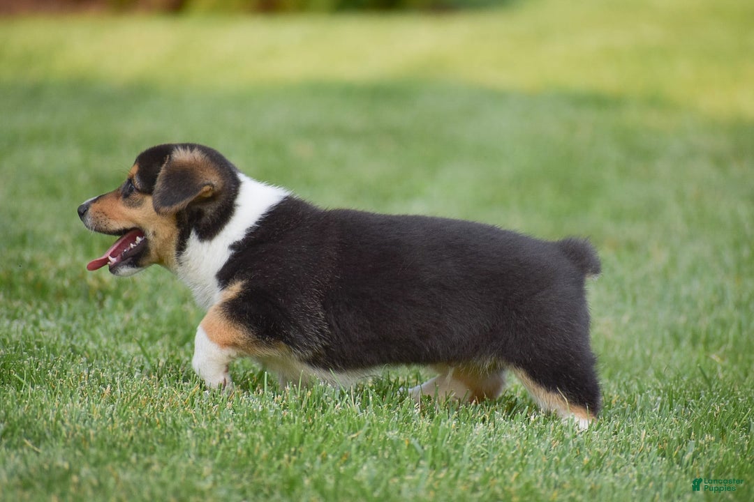 Welsh Corgi Pembroke dogs for sale: Roman - Image 6