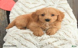 Mini Goldendoodle dogs for sale: Molly - Image 3
