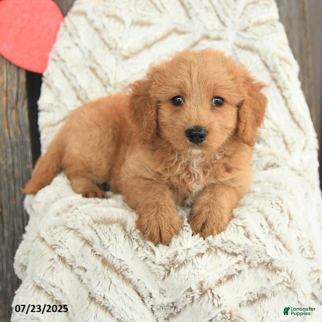 Mini Goldendoodle dogs for sale: Molly - Image 3