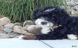 Mini Bernedoodle dogs for sale: Rambo - Image 15