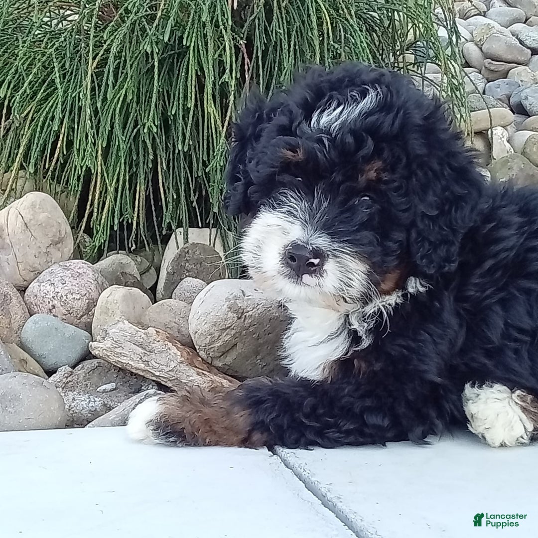 Mini Bernedoodle dogs for sale: Rambo - Image 15