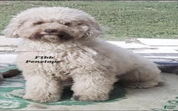 Mini Aussiedoodle dogs for sale: Gutchie - Image 2