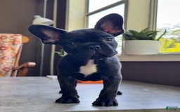 French Bulldog dogs for sale: Baxter - Image 2